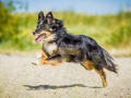 Border_Collie_Mischling_tricolor_Maggy_Strand_Urlaub_Laboe_Ostsee (7)