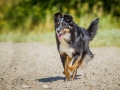 Border_Collie_Mischling_tricolor_Maggy_Strand_Urlaub_Laboe_Ostsee (8)