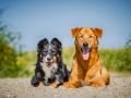 Border_Collie_Mischling_tricolor_Maggy_Strand_Urlaub_Laboe_Ostsee (9)