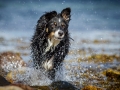 Maggy_Border_Collie_Mischling_tricolor_meer_Sonne_Strand_wasser_Urlaub_Ostsee_Hund (1)