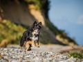 Maggy_Border_Collie_Mischling_tricolor_meer_Sonne_Strand_wasser_Urlaub_Ostsee_Hund (10)