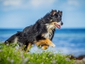 Maggy_Border_Collie_Mischling_tricolor_meer_Sonne_Strand_wasser_Urlaub_Ostsee_Hund (18)
