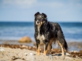 Maggy_Border_Collie_Mischling_tricolor_meer_Sonne_Strand_wasser_Urlaub_Ostsee_Hund (19)