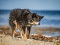 Maggy_Border_Collie_Mischling_tricolor_meer_Sonne_Strand_wasser_Urlaub_Ostsee_Hund (22)