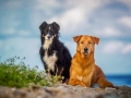 Maggy_Border_Collie_Mischling_tricolor_meer_Sonne_Strand_wasser_Urlaub_Ostsee_Hund (23)