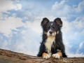 Maggy_Border_Collie_Mischling_tricolor_meer_Sonne_Strand_wasser_Urlaub_Ostsee_Hund (25)