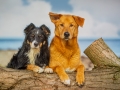 Maggy_Border_Collie_Mischling_tricolor_meer_Sonne_Strand_wasser_Urlaub_Ostsee_Hund (29)