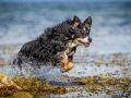 Maggy_Border_Collie_Mischling_tricolor_meer_Sonne_Strand_wasser_Urlaub_Ostsee_Hund (4)