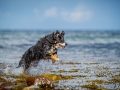 Maggy_Border_Collie_Mischling_tricolor_meer_Sonne_Strand_wasser_Urlaub_Ostsee_Hund (5)