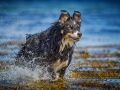 Maggy_Border_Collie_Mischling_tricolor_meer_Sonne_Strand_wasser_Urlaub_Ostsee_Hund (6)