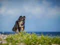 Maggy_Border_Collie_Mischling_tricolor_meer_Sonne_Strand_wasser_Urlaub_Ostsee_Hund (7)