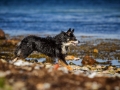 Maggy_Border_Collie_Mischling_tricolor_meer_Sonne_Strand_wasser_Urlaub_Ostsee_Hund (9)