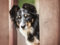 Hundemaechen_Maggy_Border_collie_Mischling_Mix_Fotografin_christine_Hemlep_Maedchen_Hund_Huetehund (1)