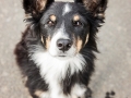 Hundemaechen_Maggy_Border_collie_Mischling_Mix_Fotografin_christine_Hemlep_Maedchen_Hund_Huetehund (15)