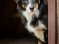 Hundemaechen_Maggy_Border_collie_Mischling_Mix_Fotografin_christine_Hemlep_Maedchen_Hund_Huetehund (3)