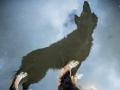 Hundemaechen_Maggy_Border_collie_Mischling_Mix_Fotografin_christine_Hemlep_Maedchen_Hund_Huetehund (9)