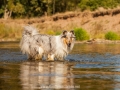Hundemaedchen_Hundeseite_Hundefotografie_Hund_Wasserspass_Wasser_Lahn_Schwimmen_Gaia_Langhaarcollie_Collie_bluemerle_Lassie (1)