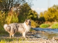 Hundemaedchen_Hundeseite_Hundefotografie_Hund_Wasserspass_Wasser_Lahn_Schwimmen_Gaia_Langhaarcollie_Collie_bluemerle_Lassie (10)