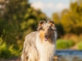 Hundemaedchen_Hundeseite_Hundefotografie_Hund_Wasserspass_Wasser_Lahn_Schwimmen_Gaia_Langhaarcollie_Collie_bluemerle_Lassie (12)