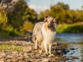 Hundemaedchen_Hundeseite_Hundefotografie_Hund_Wasserspass_Wasser_Lahn_Schwimmen_Gaia_Langhaarcollie_Collie_bluemerle_Lassie (15)