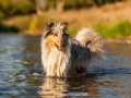 Hundemaedchen_Hundeseite_Hundefotografie_Hund_Wasserspass_Wasser_Lahn_Schwimmen_Gaia_Langhaarcollie_Collie_bluemerle_Lassie (18)