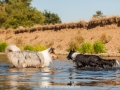 Hundemaedchen_Hundeseite_Hundefotografie_Hund_Wasserspass_Wasser_Lahn_Schwimmen_Gaia_Langhaarcollie_Collie_bluemerle_Lassie (2)