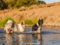 Hundemaedchen_Hundeseite_Hundefotografie_Hund_Wasserspass_Wasser_Lahn_Schwimmen_Gaia_Langhaarcollie_Collie_bluemerle_Lassie (23)