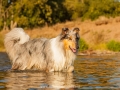Hundemaedchen_Hundeseite_Hundefotografie_Hund_Wasserspass_Wasser_Lahn_Schwimmen_Gaia_Langhaarcollie_Collie_bluemerle_Lassie (33)