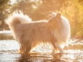 Hundemaedchen_Hundeseite_Hundefotografie_Hund_Wasserspass_Wasser_Lahn_Schwimmen_Gaia_Langhaarcollie_Collie_bluemerle_Lassie (39)