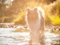 Hundemaedchen_Hundeseite_Hundefotografie_Hund_Wasserspass_Wasser_Lahn_Schwimmen_Gaia_Langhaarcollie_Collie_bluemerle_Lassie (42)