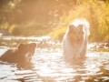 Hundemaedchen_Hundeseite_Hundefotografie_Hund_Wasserspass_Wasser_Lahn_Schwimmen_Gaia_Langhaarcollie_Collie_bluemerle_Lassie (44)