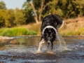 Hundemaedchen_Hundeseite_Hundefotografie_Hund_Wasserspass_Wasser_Lahn_Schwimmen_Joey_Border_Collie_Mix_Huetehund (10)