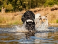 Hundemaedchen_Hundeseite_Hundefotografie_Hund_Wasserspass_Wasser_Lahn_Schwimmen_Joey_Border_Collie_Mix_Huetehund (14)