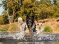 Hundemaedchen_Hundeseite_Hundefotografie_Hund_Wasserspass_Wasser_Lahn_Schwimmen_Joey_Border_Collie_Mix_Huetehund (15)