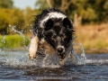 Hundemaedchen_Hundeseite_Hundefotografie_Hund_Wasserspass_Wasser_Lahn_Schwimmen_Joey_Border_Collie_Mix_Huetehund (17)