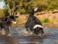 Hundemaedchen_Hundeseite_Hundefotografie_Hund_Wasserspass_Wasser_Lahn_Schwimmen_Joey_Border_Collie_Mix_Huetehund (18)