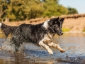Hundemaedchen_Hundeseite_Hundefotografie_Hund_Wasserspass_Wasser_Lahn_Schwimmen_Joey_Border_Collie_Mix_Huetehund (19)