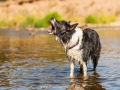 Hundemaedchen_Hundeseite_Hundefotografie_Hund_Wasserspass_Wasser_Lahn_Schwimmen_Joey_Border_Collie_Mix_Huetehund (2)