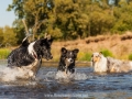 Hundemaedchen_Hundeseite_Hundefotografie_Hund_Wasserspass_Wasser_Lahn_Schwimmen_Joey_Border_Collie_Mix_Huetehund (21)