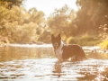 Hundemaedchen_Hundeseite_Hundefotografie_Hund_Wasserspass_Wasser_Lahn_Schwimmen_Joey_Border_Collie_Mix_Huetehund (27)