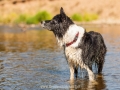 Hundemaedchen_Hundeseite_Hundefotografie_Hund_Wasserspass_Wasser_Lahn_Schwimmen_Joey_Border_Collie_Mix_Huetehund (3)