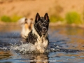 Hundemaedchen_Hundeseite_Hundefotografie_Hund_Wasserspass_Wasser_Lahn_Schwimmen_Joey_Border_Collie_Mix_Huetehund (31)