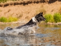 Hundemaedchen_Hundeseite_Hundefotografie_Hund_Wasserspass_Wasser_Lahn_Schwimmen_Joey_Border_Collie_Mix_Huetehund (4)