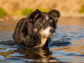 Hundemaedchen_Hundeseite_Hundefotografie_Hund_Wasserspass_Wasser_Lahn_Schwimmen_Maggy_Border_Collie_Mix_Mischling_tricolor (14)