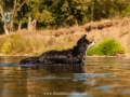 Hundemaedchen_Hundeseite_Hundefotografie_Hund_Wasserspass_Wasser_Lahn_Schwimmen_Maggy_Border_Collie_Mix_Mischling_tricolor (8)