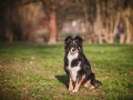 Hundefotografie_Marburg_Border_Collie_Mischling_Maggy_Fotografin_Christine_Hemlep (1)