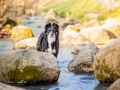 Hundefotografie_Marburg_Border_Collie_Mischling_Maggy_Fotografin_Christine_Hemlep (2)