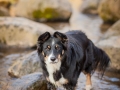 Hundefotografie_Marburg_Border_Collie_Mischling_Maggy_Fotografin_Christine_Hemlep (3)