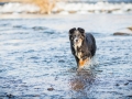 Hundefotografie_Marburg_Border_Collie_Mischling_Maggy_Fotografin_Christine_Hemlep_Wasser-Lahn_Fluss (2)
