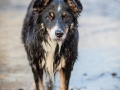 Hundefotografie_Marburg_Border_Collie_Mischling_Maggy_Fotografin_Christine_Hemlep_Wasser-Lahn_Fluss (41)